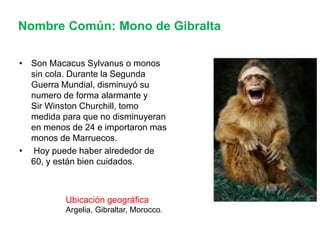 Prosimios Primates y prosimios | PPTX