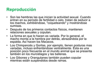 Prosimios Primates y prosimios | PPTX