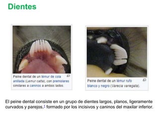 Dientes
El peine dental consiste en un grupo de dientes largos, planos, ligeramente
curvados y parejos,1​ formado por los incisivos y caninos del maxilar inferior.​
 