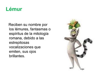 Prosimios Primates y prosimios | PPTX