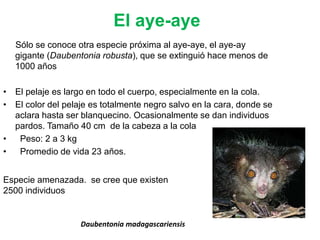 Prosimios Primates y prosimios | PPTX
