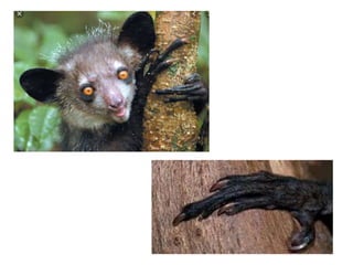 Prosimios Primates y prosimios | PPTX