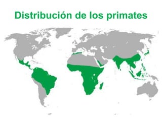 Prosimios Primates y prosimios | PPTX