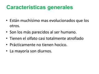 Prosimios Primates y prosimios | PPTX