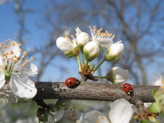 春花望露Primavara