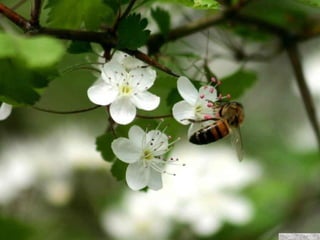 春花望露Primavara