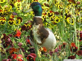 春花望露Primavara