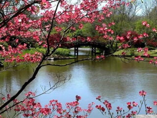 春花望露Primavara