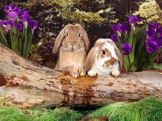 春花望露Primavara