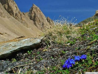 春花望露Primavara