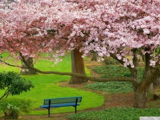 春花望露Primavara