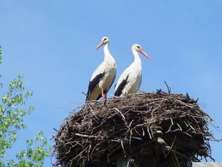 春花望露Primavara