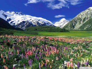 春花望露Primavara