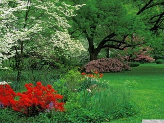 春花望露Primavara