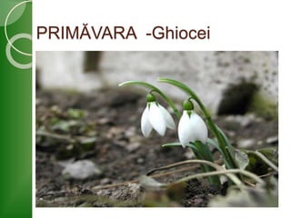 PRIMĂVARA -Ghiocei
 