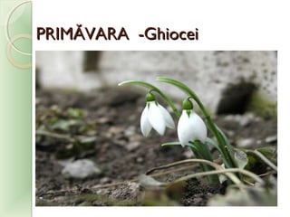 PRIMPRIMĂĂVARAVARA -Ghiocei-Ghiocei
 