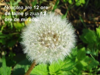 Noaptea are 12 ore
de taine şi ziua 12
ore de miracol
 