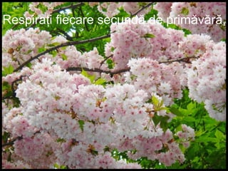 Respiraţi fiecare secundă de primăvără,
 