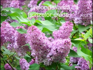 firelor de iarbă , a
frunzelor crude,
 