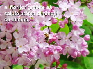 a florilor grăbite săa florilor grăbite să
salute atâtea dimineţisalute atâtea dimineţi
cu lumină,cu lumină,
 