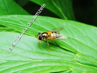 a
sim
foniilorde
zum
zete
a
sim
foniilorde
zum
zete
 