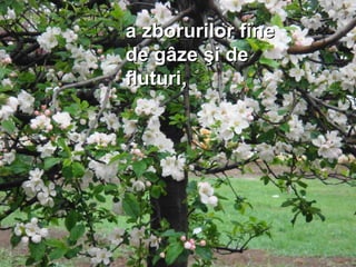 a zborurilor finea zborurilor fine
de gâze şi dede gâze şi de
fluturifluturi,,
 