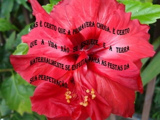 Mas é certo que a primavera chega. É certo que a vida não se esquece, e a terra maternalmente se enfeita para as festas da sua perpetuação.