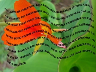 Enquanto há primavera, esta primavera natural, prestemos atenção ao sussurro dos passarinhos novos, que dão beijinhos para o ar azul. Escutemos estas vozes que andam nas árvores, caminhemos por estas estradas que ainda conservam seus sentimentos antigos: lentamente estão sendo tecidos os manacás roxos e brancos; e a eufórbia se vai tornando pulquérrima, em cada coroa vermelha que desdobra. Os casulos brancos das gardênias ainda estão sendo enrolados em redor do perfume. E flores agrestes acordam com suas roupas de chita multicor.