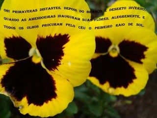 Oh! Primaveras distantes, depois do branco e deserto inverno, quando as amendoeiras inauguram suas flores, alegremente, e todos os olhos procuram pelo céu o primeiro raio de sol.