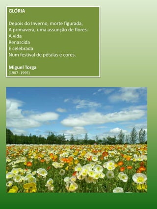 GLÓRIA Depois do Inverno, morte figurada, A primavera, uma assunção de flores. A vida Renascida E celebrada Num festival de pétalas e cores. Miguel Torga (1907 -1995)