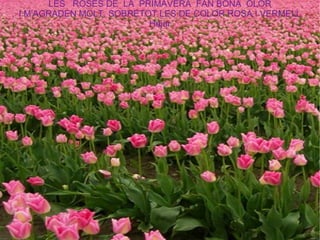 LES  ROSES DE  LA  PRIMAVERA  FAN BONA  OLOR I M'AGRADEN MOLT, SOBRETOT LES DE COLOR ROSA I VERMELL Hajar 