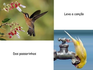 Leva a canção Dos passarinhos 