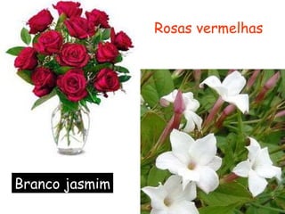 Rosas vermelhas Branco jasmim 