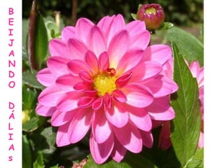 B E I J A N D O D Á L I A s 