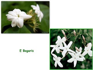 E Bogaris 