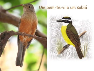 Um bem-te-vi e um sabiá 