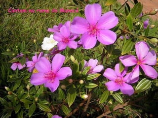 Cantam na rama do Manacá 