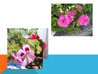 Geranio
      s y
Hay geranios de
muchas clases
    colores.
 