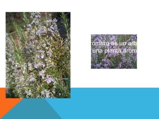 Romero
El romero es un arbusto y
es una planta aromática.
 