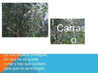 Acebo
                              o
                            Carrasc
                              …
Es un árbol autóctono
espinoso y con hojas
                              o
brillantes.
Es una especie protegida,
así que no se puede
cortar y hay que cuidarlo
para que no se extingan.
 