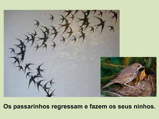 Os passarinhos regressam e fazem os seus ninhos.