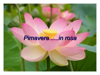 Pimavera ….in rosa 