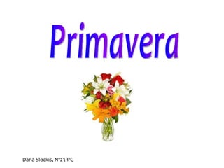 Primavera Dana Slockis, Nº23 1ºC 