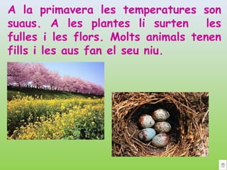 A la primavera les temperatures son
suaus. A les plantes li surten       les
fulles i les flors. Molts animals tenen
fills i les aus fan el seu niu.
 