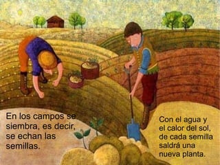 En los campos se siembra, es decir, se echan las semillas.  Con el agua y el calor del sol, de cada semilla saldrá una nueva planta. 