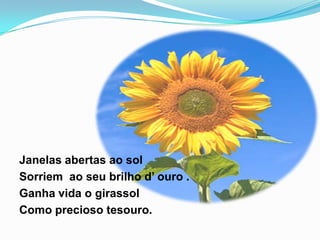 Janelas abertas ao sol
Sorriem ao seu brilho d’ ouro .
Ganha vida o girassol
Como precioso tesouro.
 