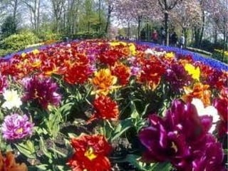Primavera