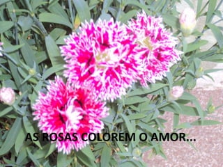 AS ROSAS COLOREM O AMOR...