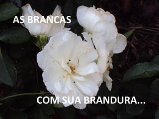AS BRANCAS
COM SUA BRANDURA...