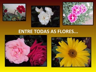ENTRE TODAS AS FLORES...